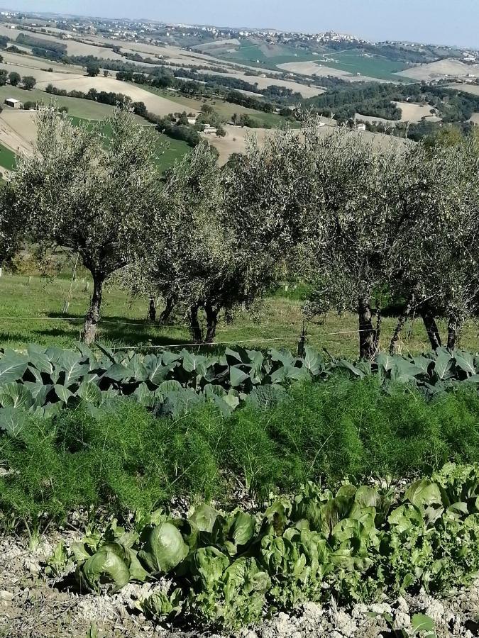 Casale San Martino Agriturismo Bio Sant'Angelo in Pontano Exterior foto